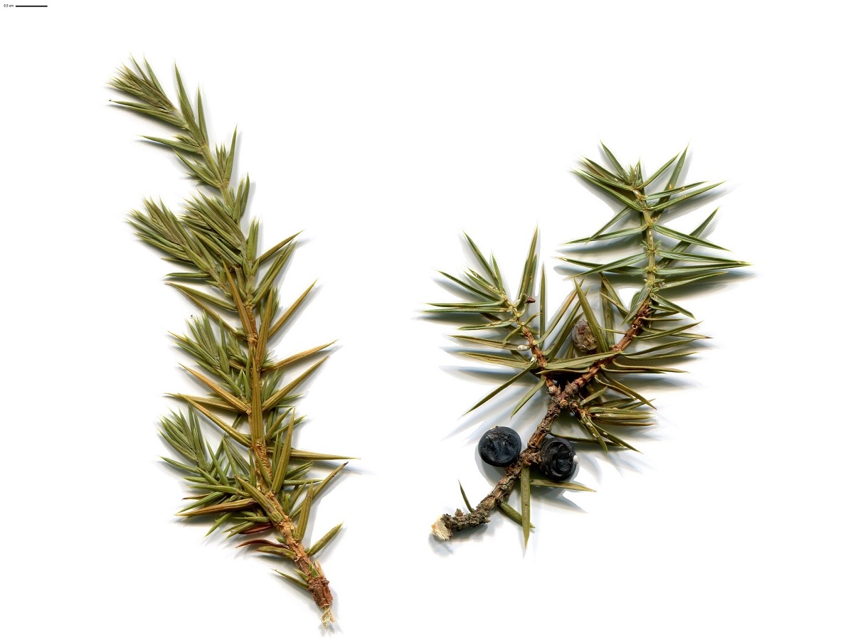 Juniperus communis subsp. communis (Cupressaceae)